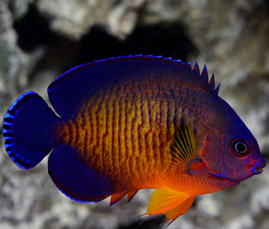 Coral Beauty Angelfish new