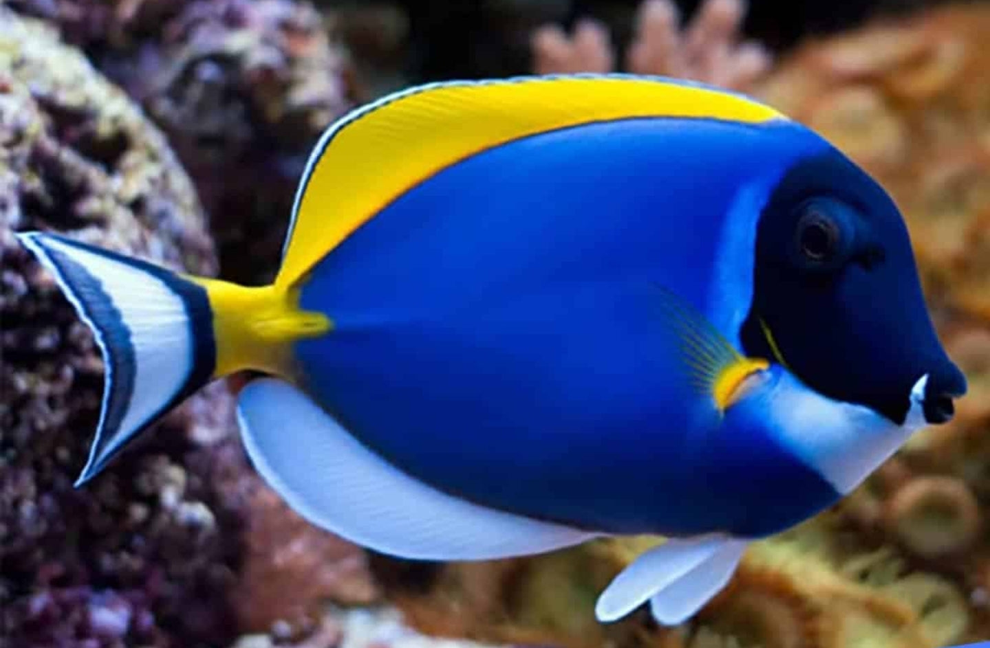 Powder Blue Tang new