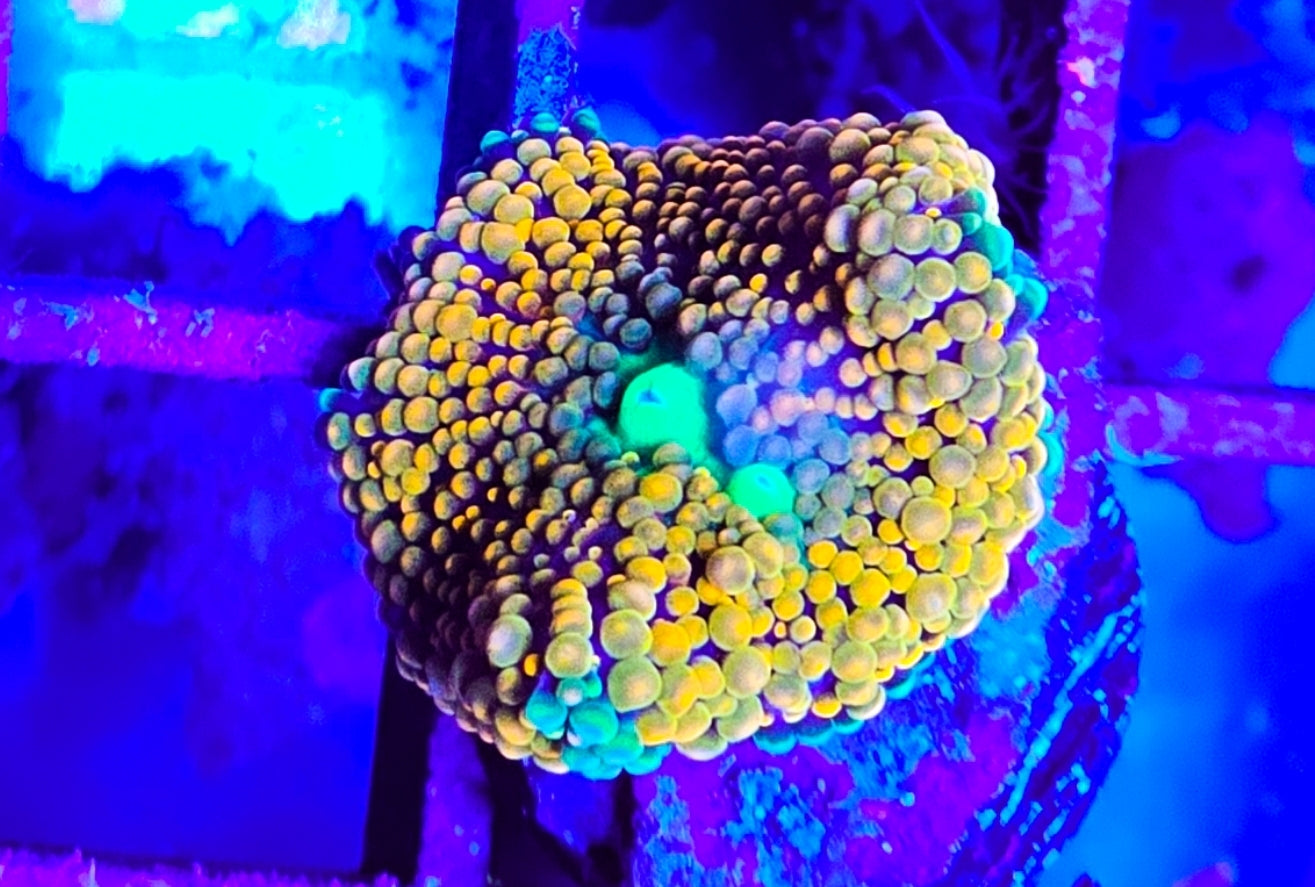 WYSIWYG Ultra Ric Mushroom coral new
