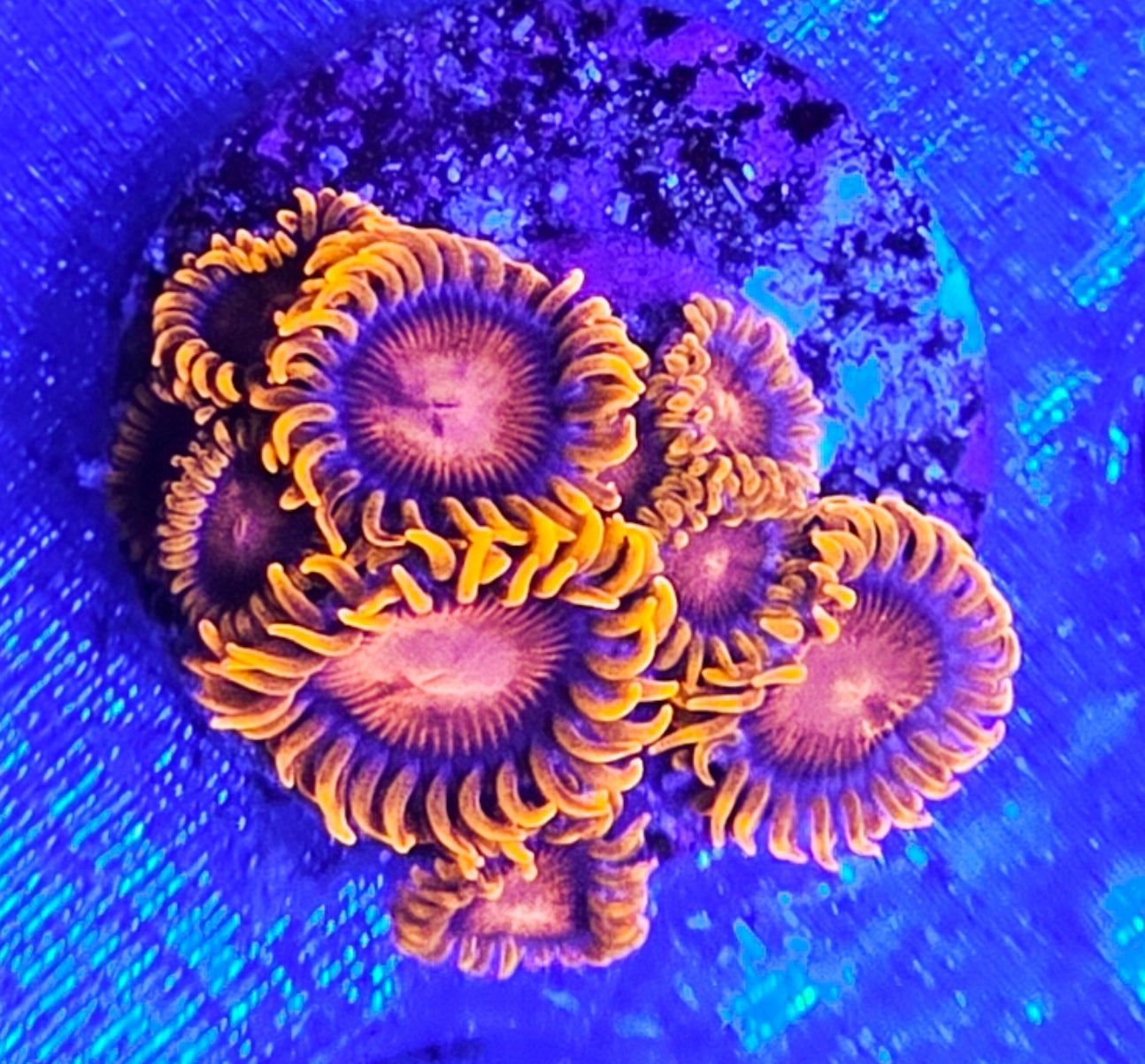 WYSIWYG Orange Bam Bam Zoas coral new