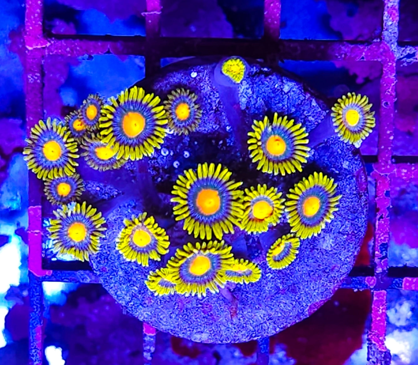 WYSIWYG SunFlower zoa colony coral new