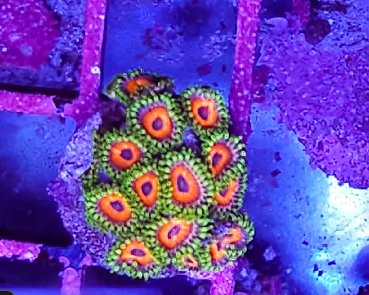 WYSIWYG Eagle Eye Zoa colony coral new