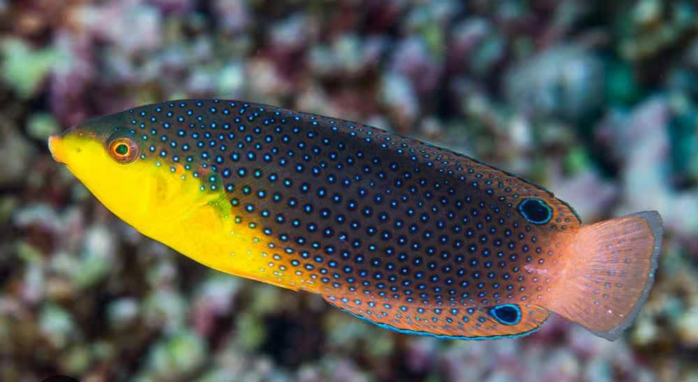 Yellow Chest Twist Wrasse new