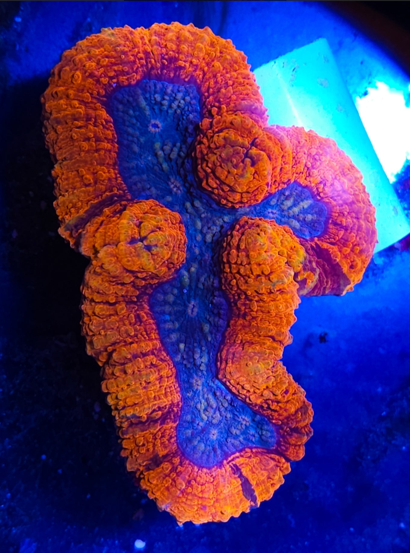 WYSIWYG Ultra Lobo coral new