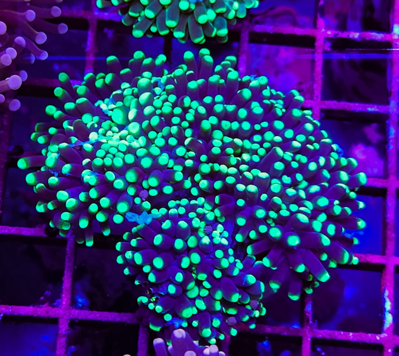 WYSIWYG 3+heads Glow Light Torch coral new