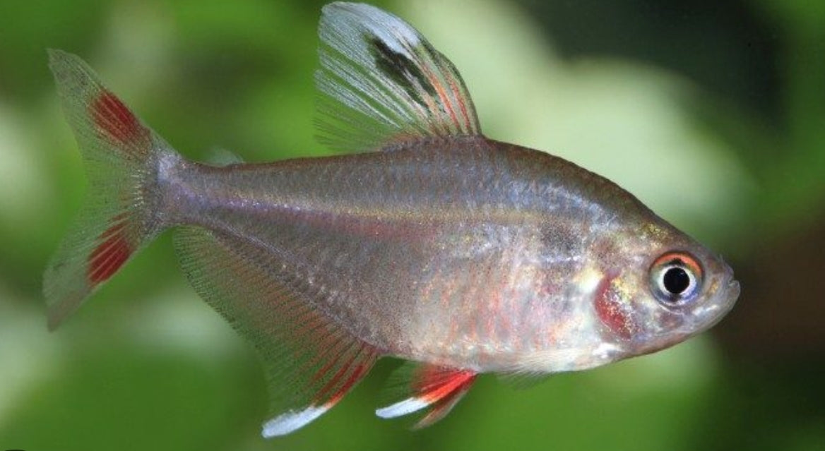 Tetra rosy