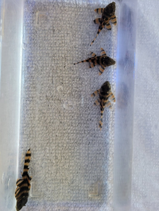 Pleco L-397 red tiger