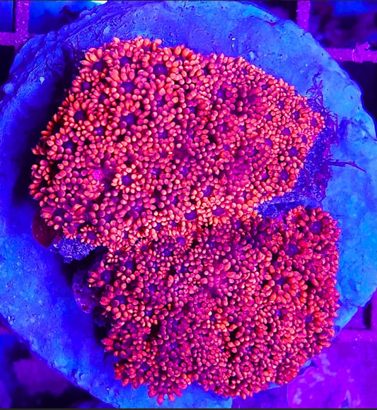 WYSIWYG Ultra Goniopora coral new