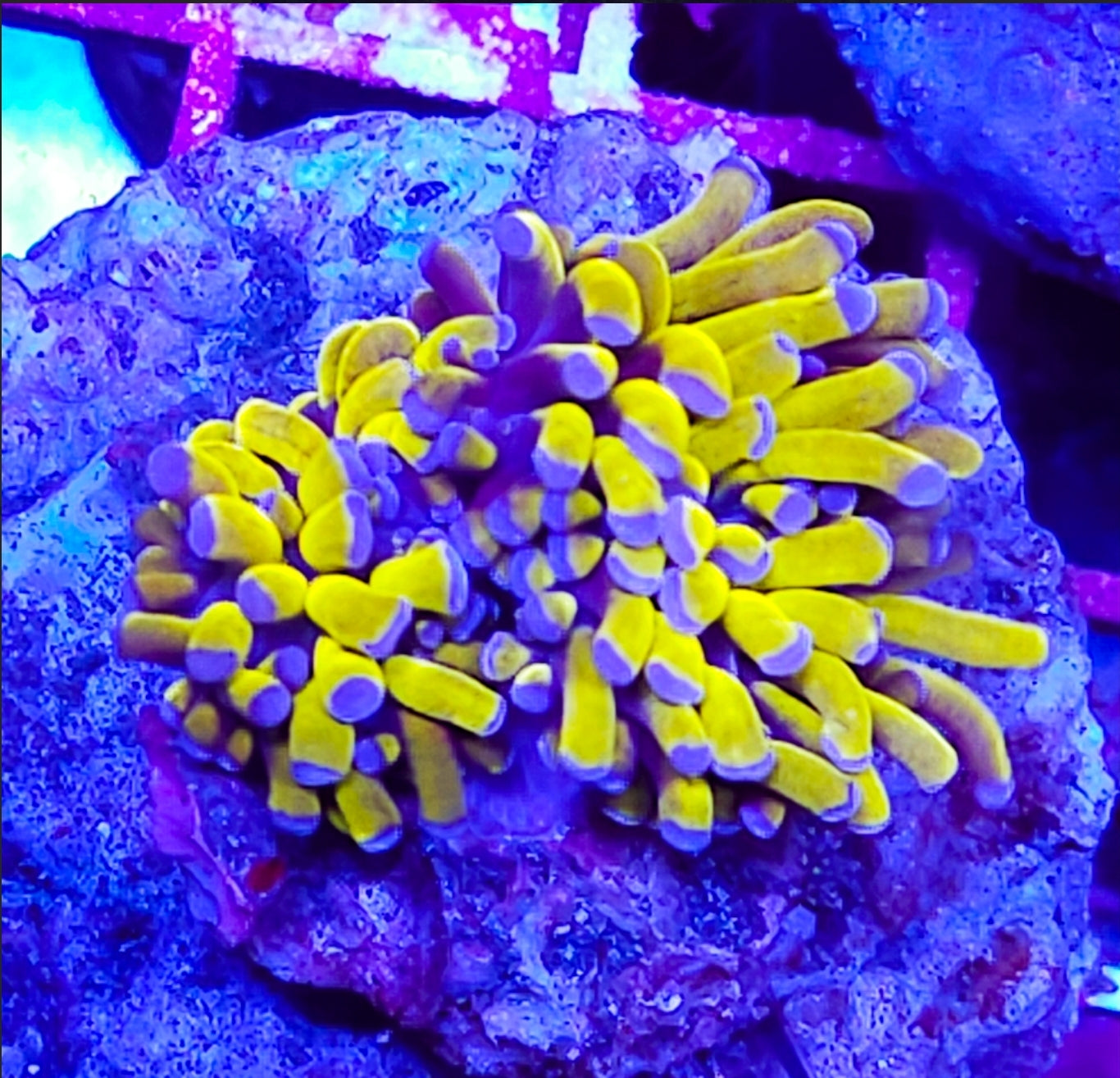 WYSIWYG 3 heads Ultra Banana Torch coral new