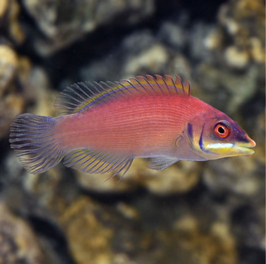 Scarlet Pinstripe Wrasse new