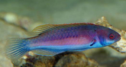 Blue-sided Fairy Wrasse new