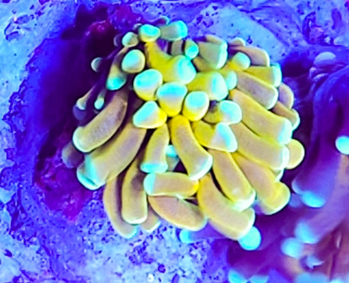 WYSIWYG Ultra Banana torch coral new Shipwreck Cove Corals