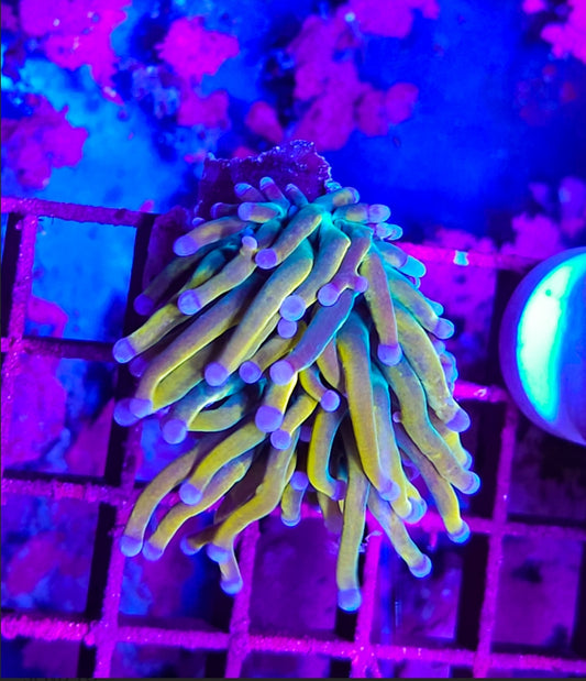 WYSIWYG SCC Banana Grail Torch coral new