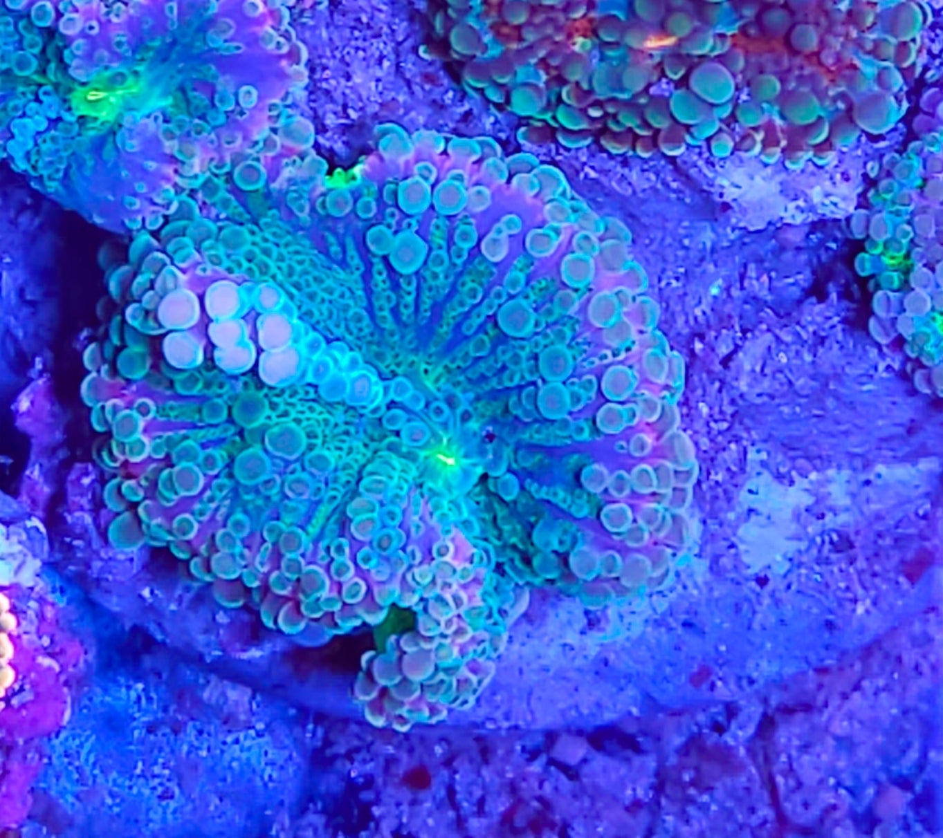 WYSIWYG Ultra Yuma coral new