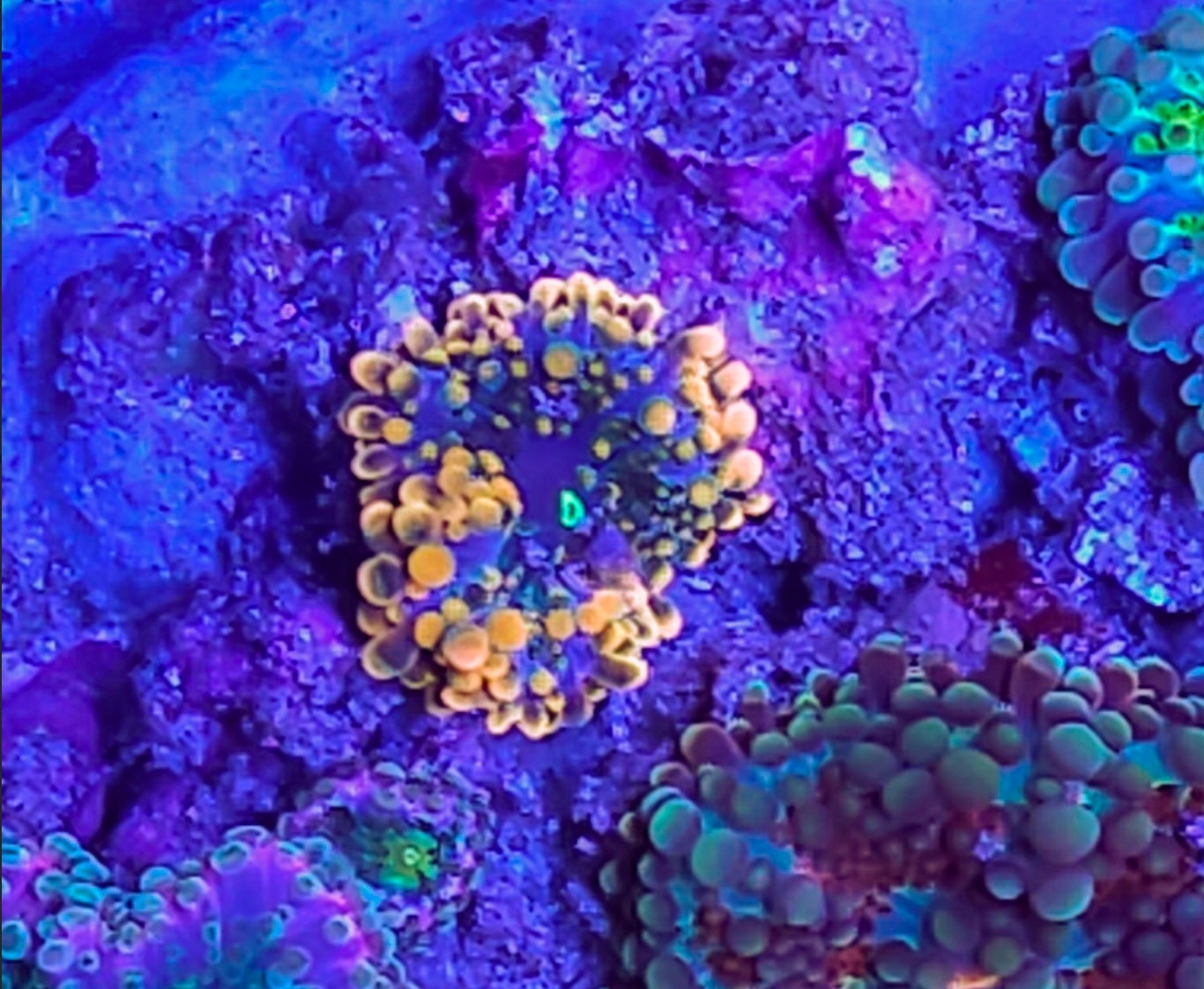 Ultra Yuma Coral new