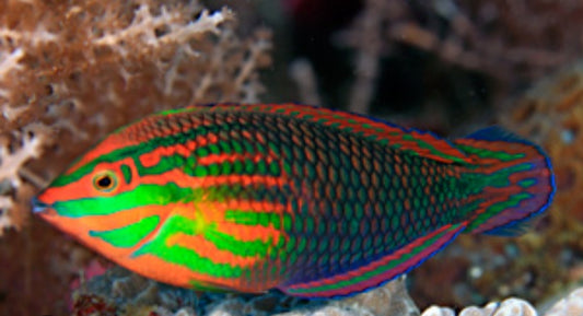 Red Lined Wrasse new