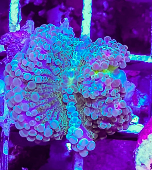 WYSIWYG Ultra Yuma coral new