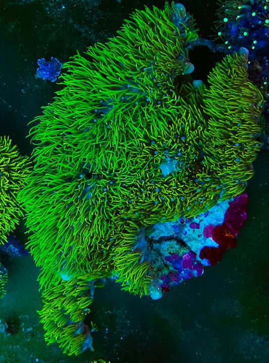 WYSIWYG L/G Branching GSP Colony coral new
