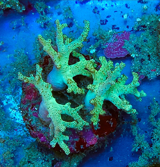 WYSIWYG Neon Green Sinularia Leather coral new L/G