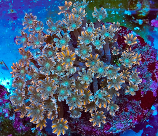 WYSIWYG Forest Fire Clove Polyp colony coral new