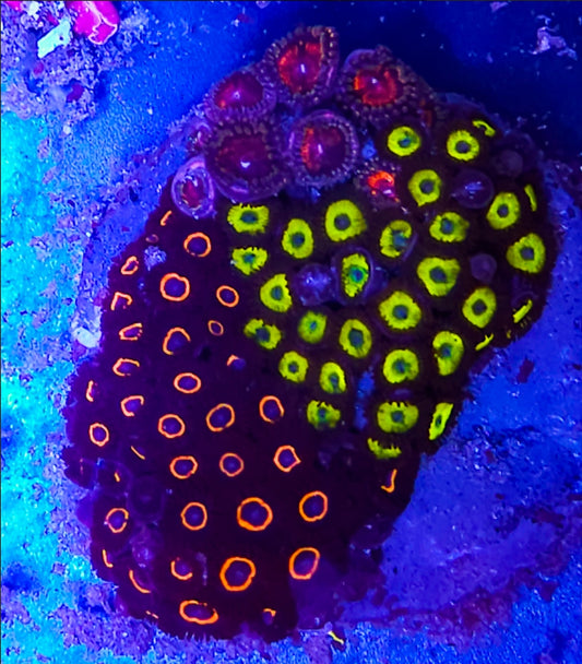 WYSIWYG Candy Zoa Rock mix coral new