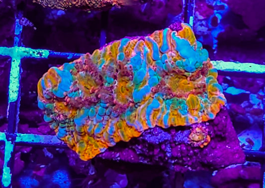 WYSIWYG SCC kaleidoscope chalice coral new