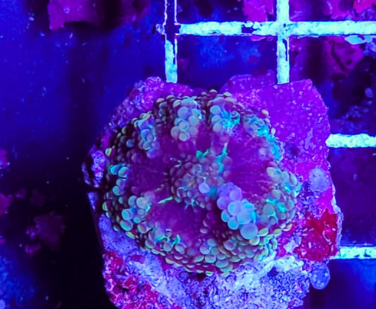 WYSIWYG Ultra Yuma Coral new