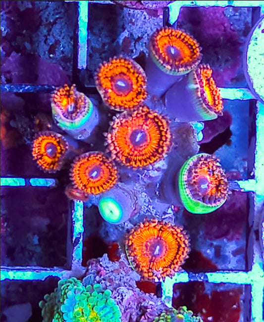 WYSIWYG 9 heads SCC Ring of Fire zoas coral new