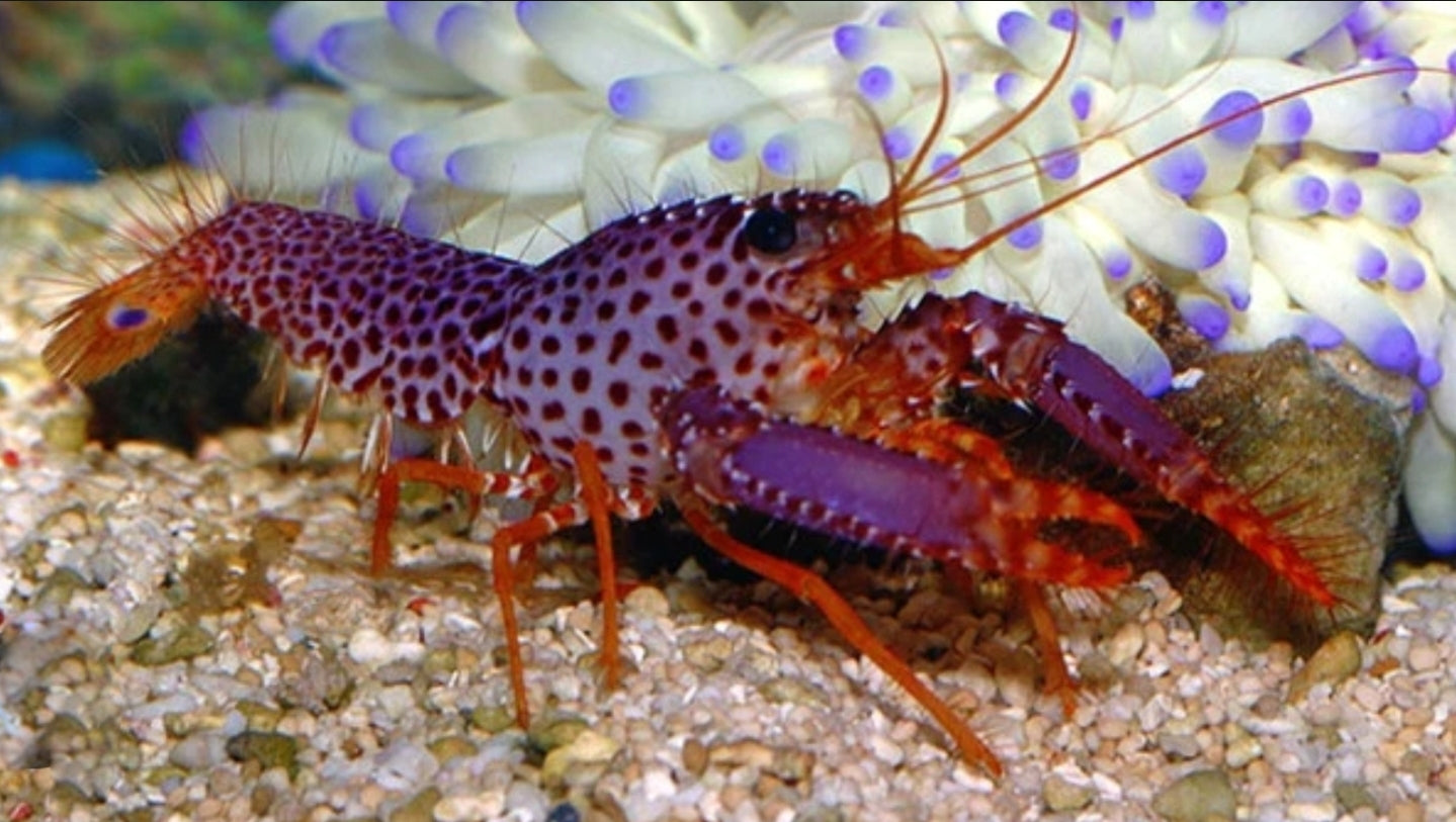Purple reef lobster