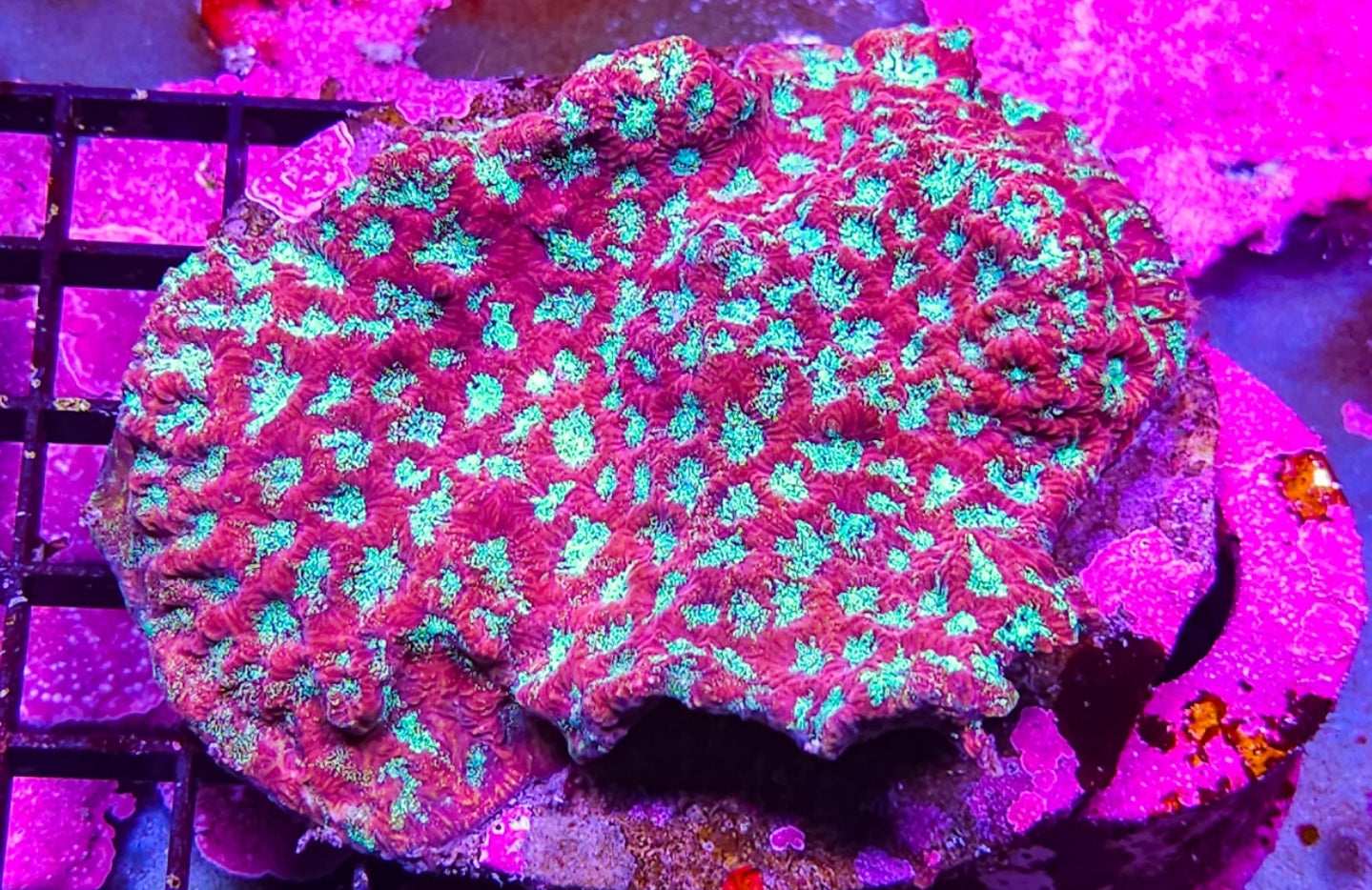 WYSIWYG L/G Green Eye Favia coral new