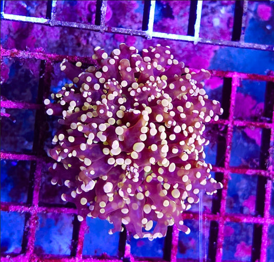 1 head burgandy/red pink tip Octospawn coral new