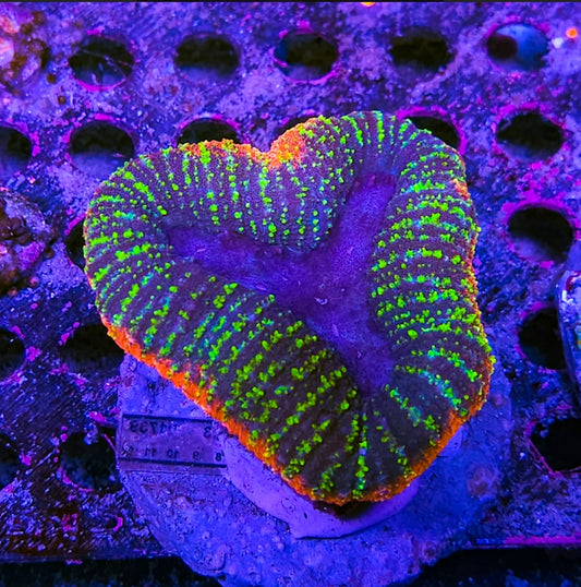 WYSIWYG Ultra Lobo coral