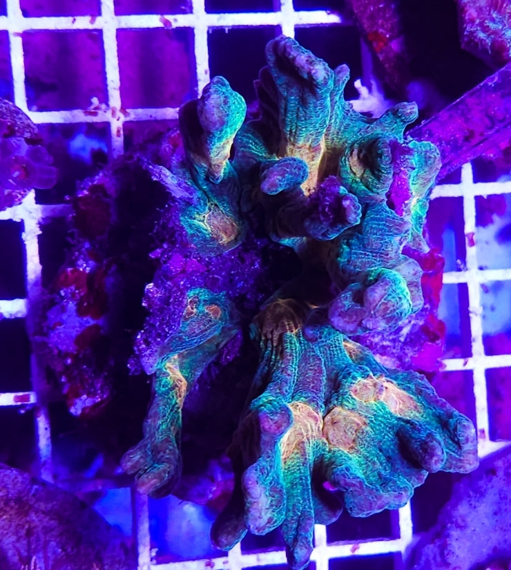 WYSIWYG L/G Bubble Gum Pectina coral new
