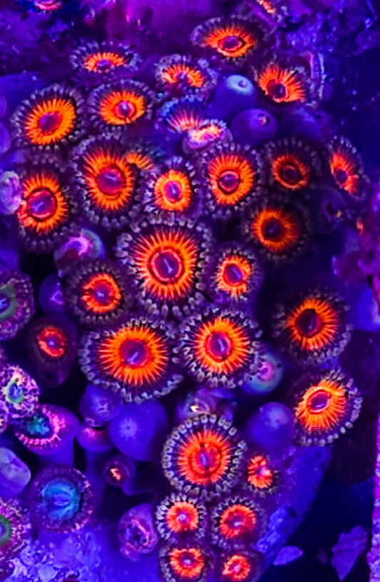 3 heads SCC Fire Starter Zoas coral