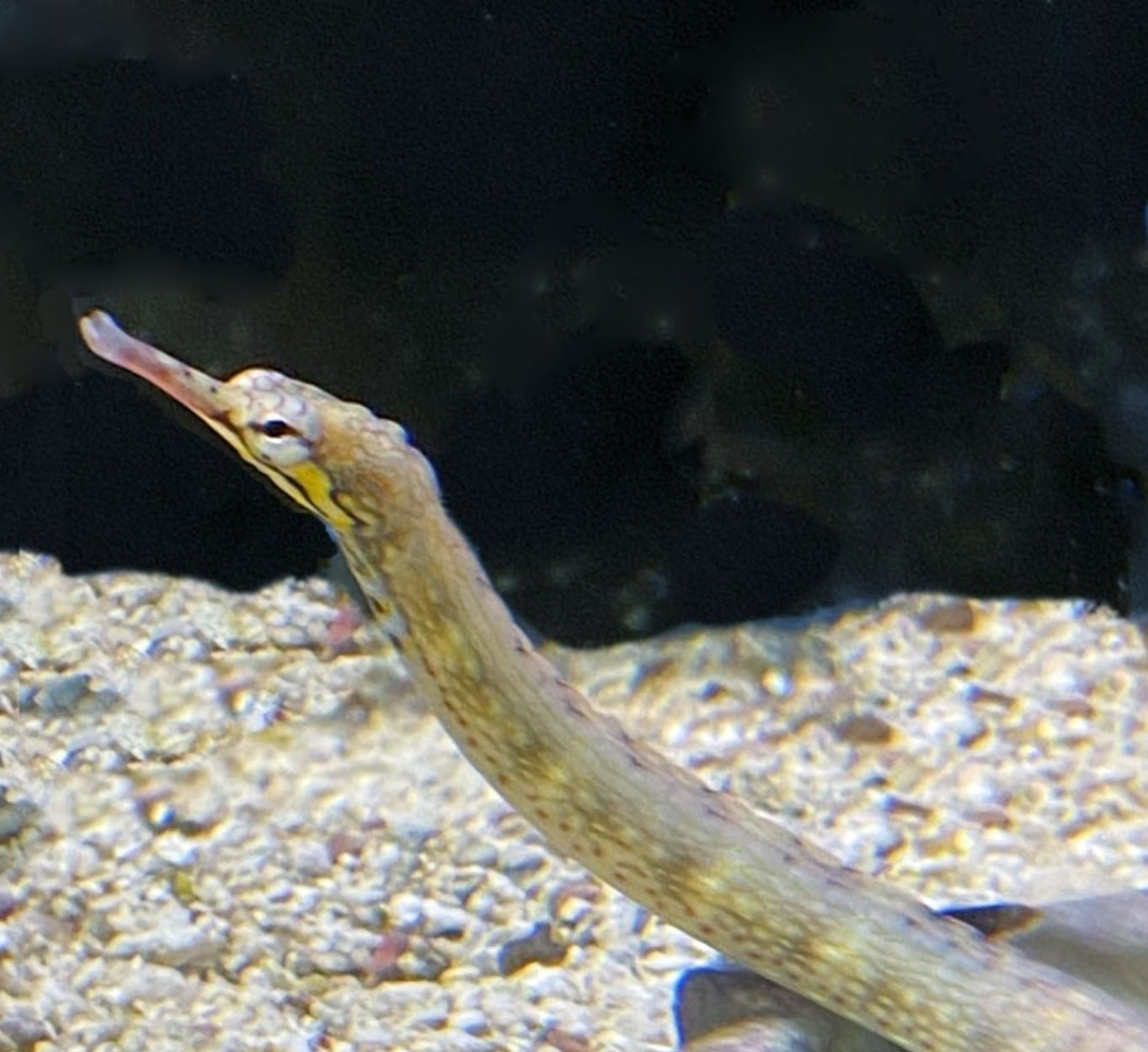 Dragon Face Pipefish
