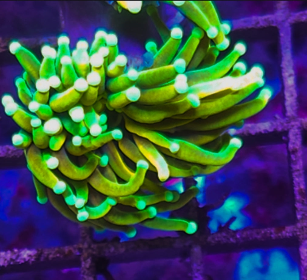 WYSIWYG SCC HG Banana torch coral Shipwreck Cove Corals