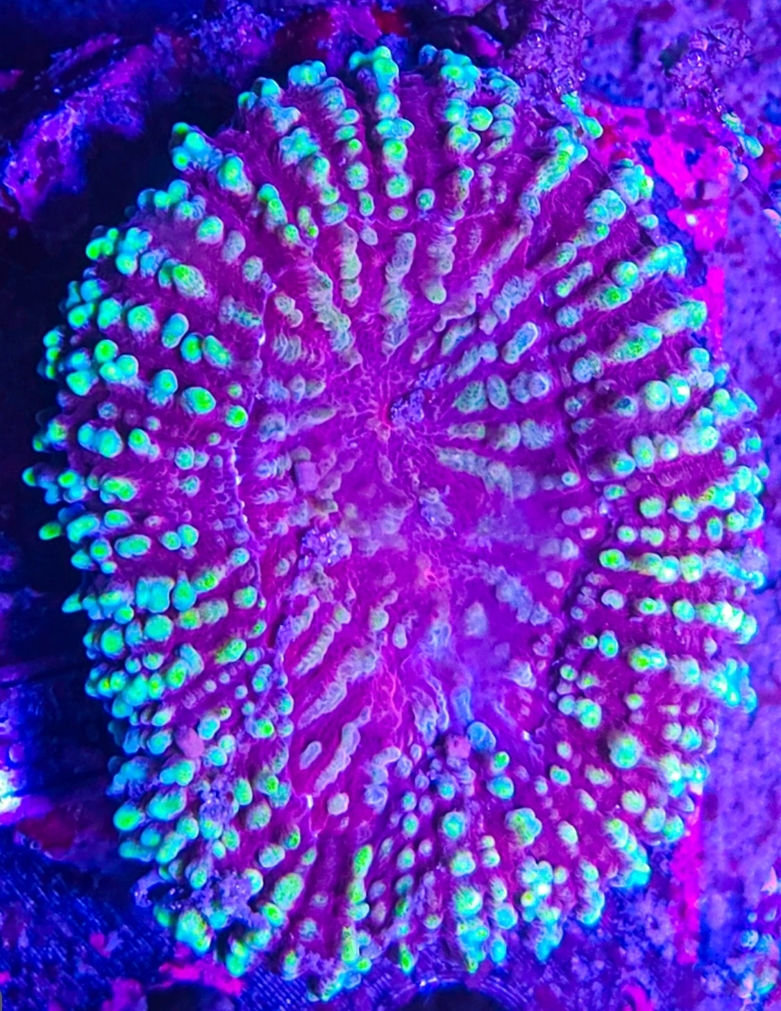 WYSIWYG Ultra Lobo coral