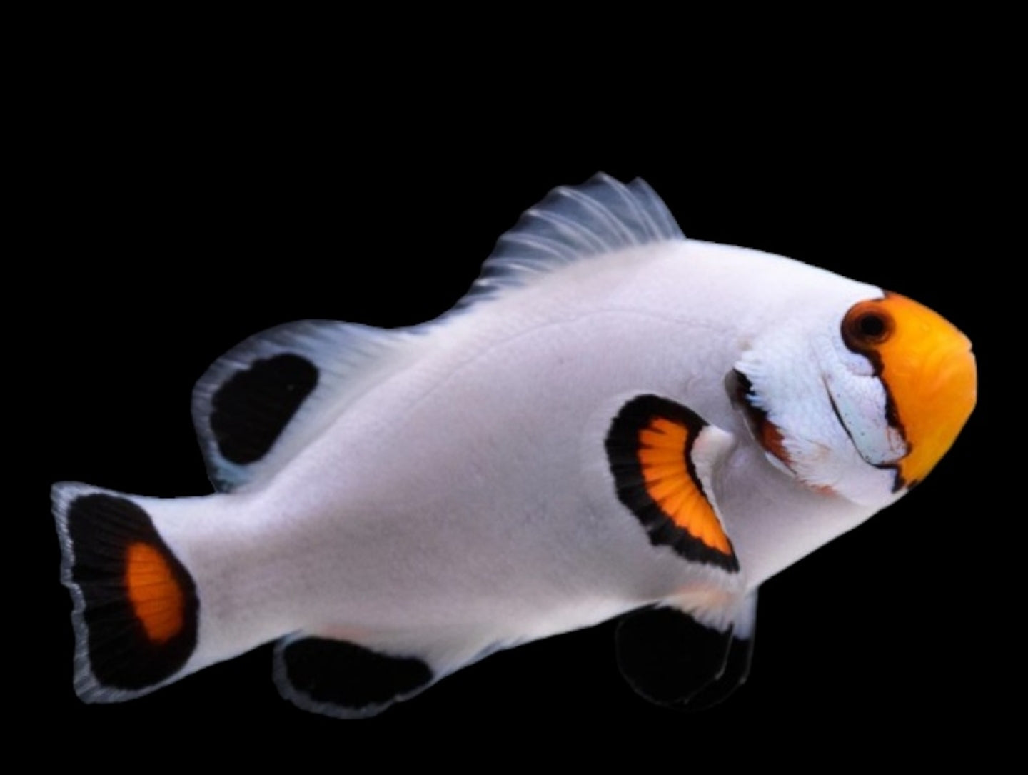 Platinum clown fish