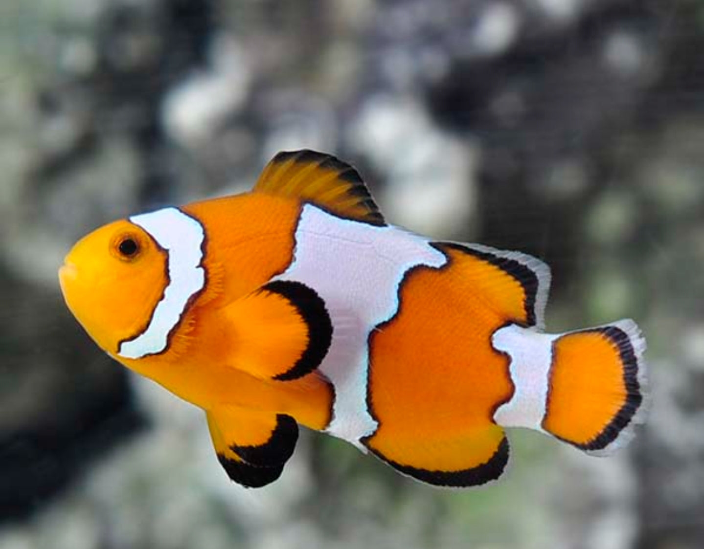 Snowflake Clown Fish