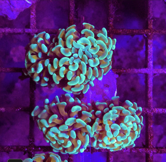 WYSIWYG 4 heads Hologram Hammer coral