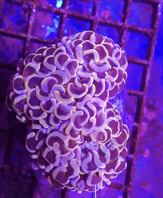 WYSIWYG Rose+Gold Hammer wall coral