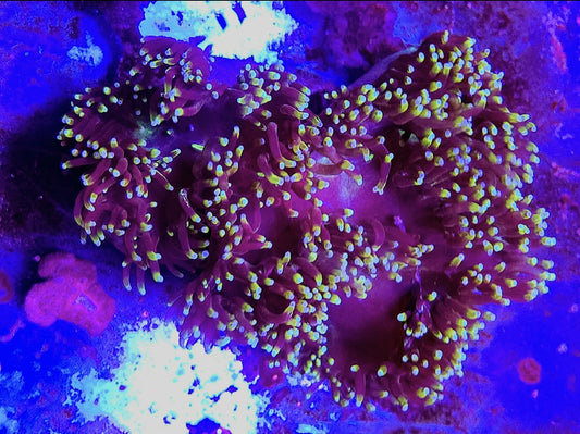 WYSIWYG Rasta Tip Ultra Elegance Coral