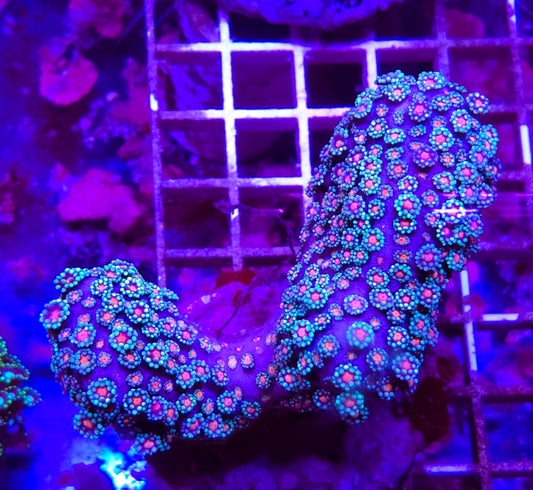 WYSIWYG L/G Blue and Pink Eye Alvo coral