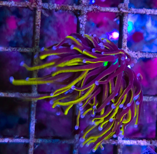 WYSIWYG SCC Ultimate gold torch coral