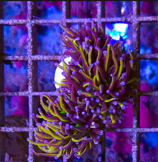 WYSIWYG SCC Ultimate gold torch coral 3 heads
