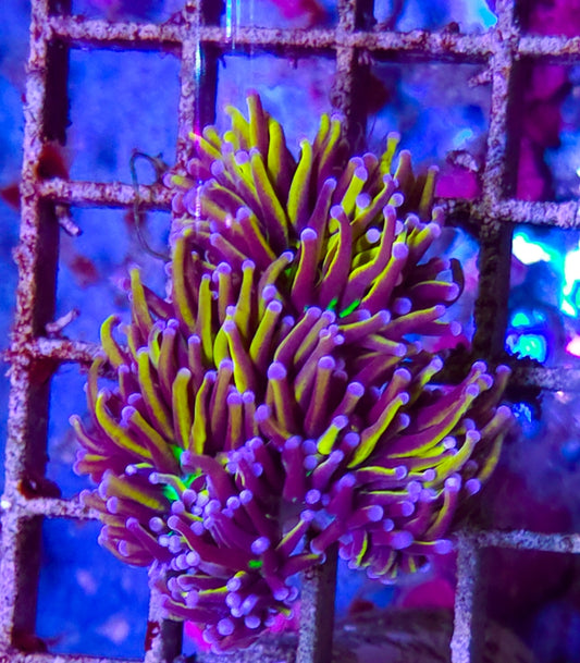 WYSIWYG SCC Ultimate gold torch coral 4 heads