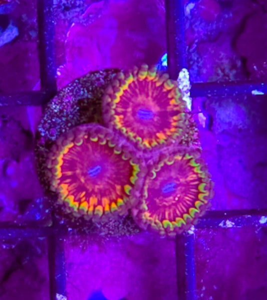 WYSIWYG 3 heads SCC King Ring zoa coral