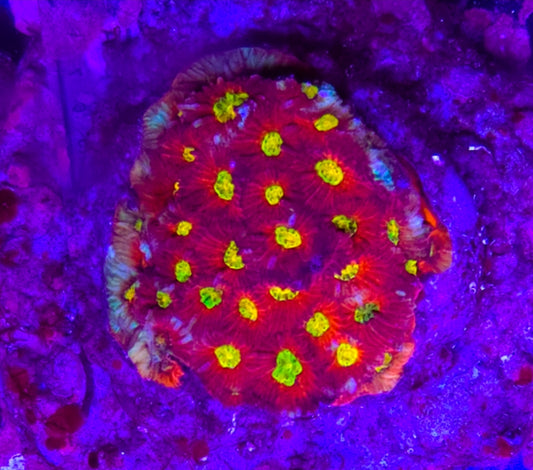 WYSIWYG Ultra Favia coral colony