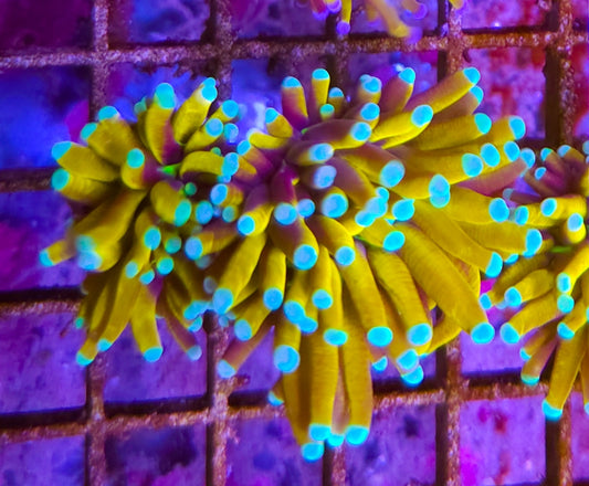 WYSIWYG 2 heads SCC Yellow Banana Torch coral