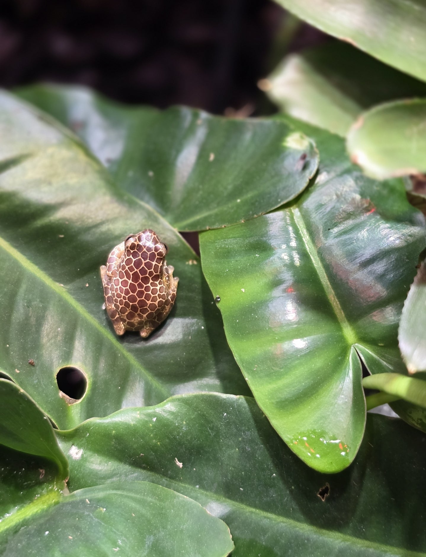 CB Adult Male Girrafe Tree Frogs